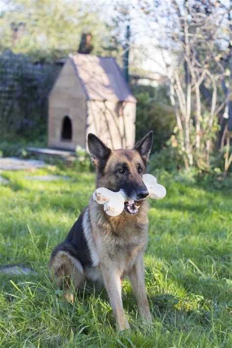 Dog Holding Big Bone In Mouth Stock Photo Image Of Happy Grass 78887546