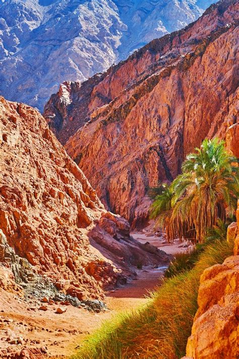 Visit Rocky Desert Of Sinai Egypt Stock Image Image Of Climb Palm