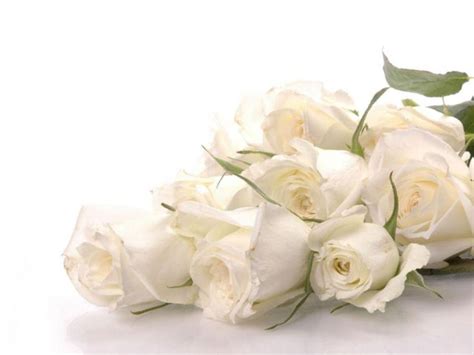 Free Download White Roses Wallpaper Rose Wallpapers 1600x1200 For