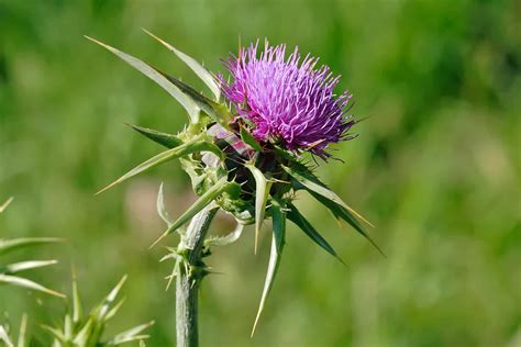 How To Kill Thistle Weeds Without Herbicides Big Blog Of Gardening