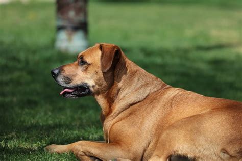 Mountain Cur Dog Breed Characteristics And Care