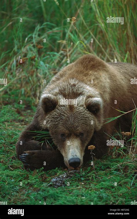 Grizzly Bear Ursus Arctos Horribilis Resting In Grasses Alaska Stock