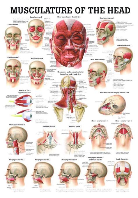 Muscles Of The Shoulder And Back Laminated Anatomy Chart