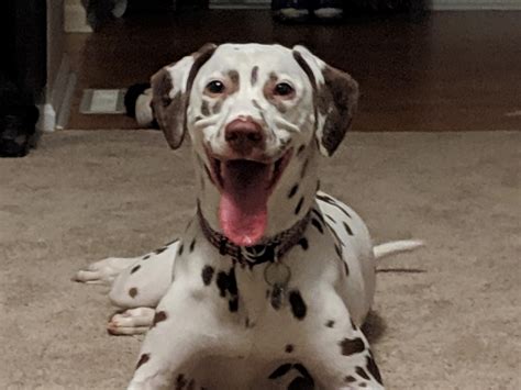 Just My Overly Happy Liver Spot Dalmatian Dogpictures Dogs Aww