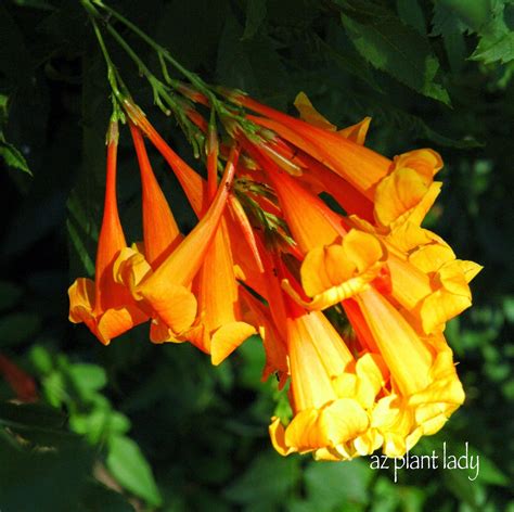 Orange Tubular Flowers Archives Desert Gardening 101