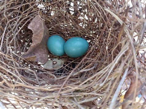 Eggs Nest Bird Birds Free Photo On Pixabay Pixabay