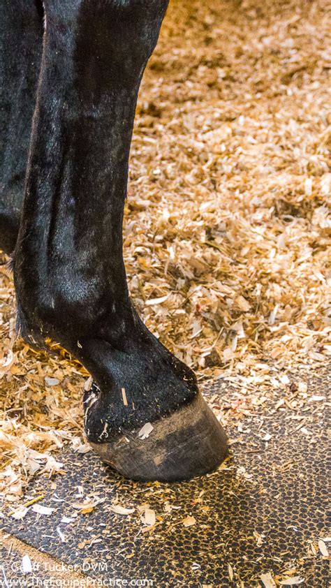 Club Foot The Horses Advocate