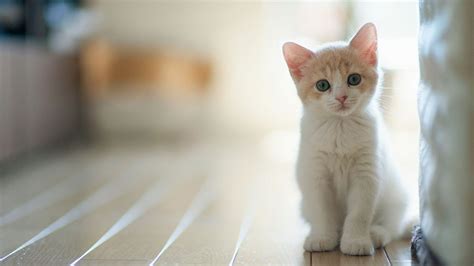 Cute Kitten Wallpapers Pictures