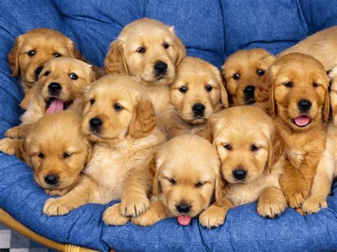 Puppy Dogs Hd Desktop Images Wallpapers Hasnat Wallpapers Free