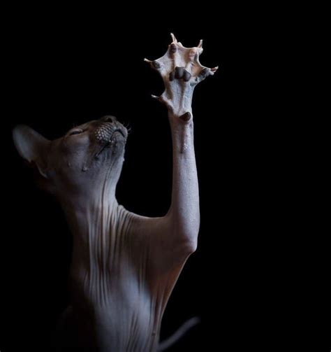 These Photographs Of Hairless Sphynx Cats Perfectly Showcase Their