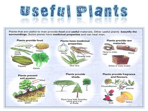 10 Uses For Plants
