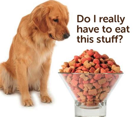 Do You Know What Your Feeding Your Dog For Dogs Ooddles