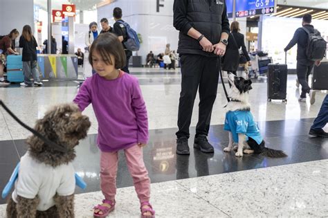 Turkey therapy dogs join Istanbul Airport staff