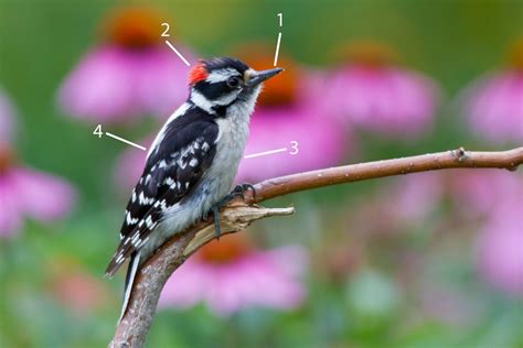 Male Downy Woodpecker Identification