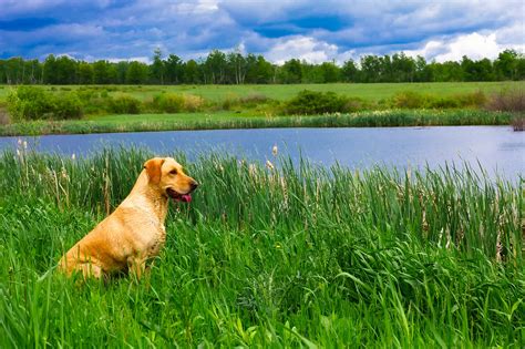Free Images : landscape, water, nature, forest, field ...