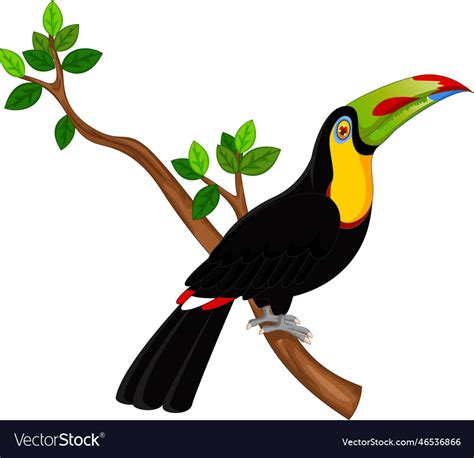 Toucan Cartoon Royalty Free Vector Image Vectorstock