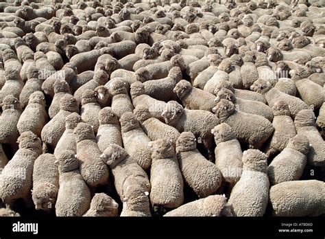 A Mob Of Sheep Rural Australia Photo By Bruce Miller Stock Photo Alamy
