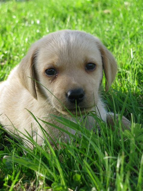 Free Images Grass Puppy Animal Cute Pet Golden Outdoors