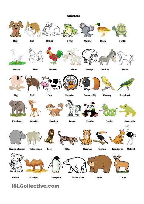 Beautiful Animals Name List In English