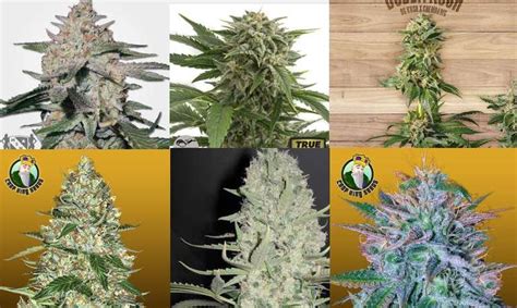 This plant is well suited for use as a pot plant for winter bloom so long as a sunny window is available. Best Indoors Strain for Beginners Reviews - White Widow ...