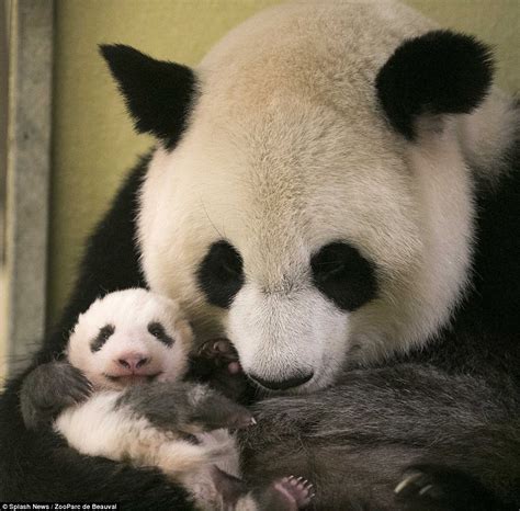 Pictures Show First 5 Months Of First Panda Born In France Daily Mail