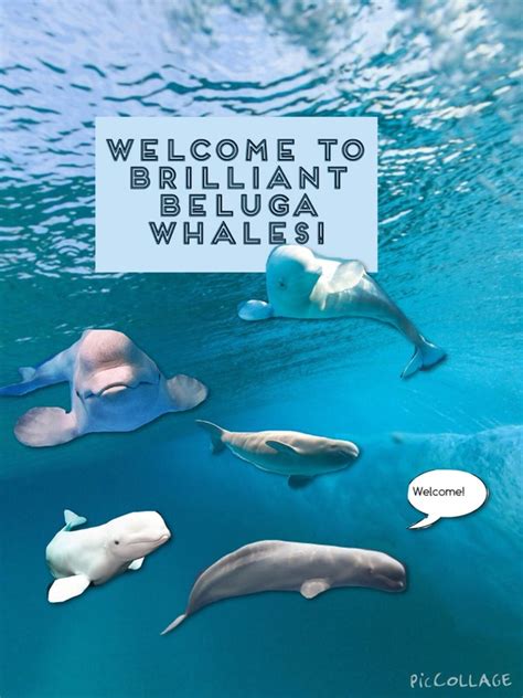 Beluga Whale Dangerous