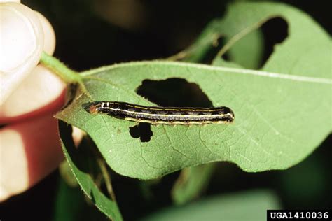 Southern Armyworm Spodoptera Eridania