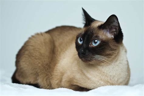 How Long Do Siamese Cats Live On Average Cat Meme Stock Pictures And