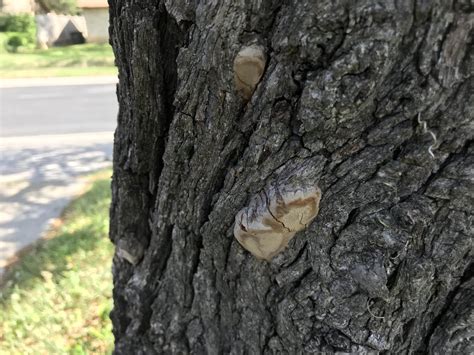 My Texas Live Oak Has Several Fungal Fruit Bodies On Its Trunk Is It