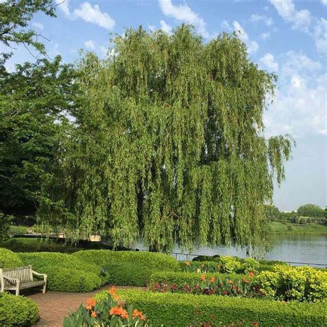 Weeping Willow Tree Weeping Willow Tree Weeping Willow Shade Trees