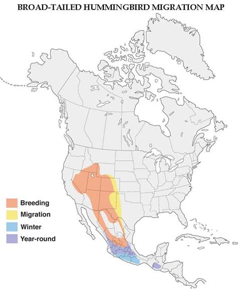 Hummingbird Migration Spring And Fall Migration Information