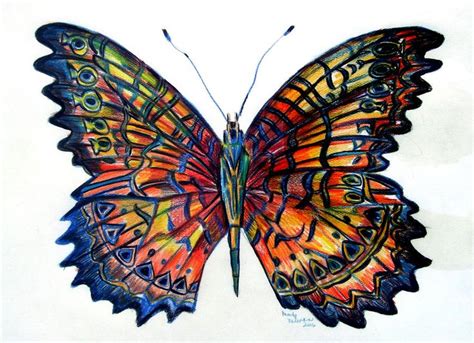 Butterfly Painting Butterfly Fine Art Print Butterfly Drawing