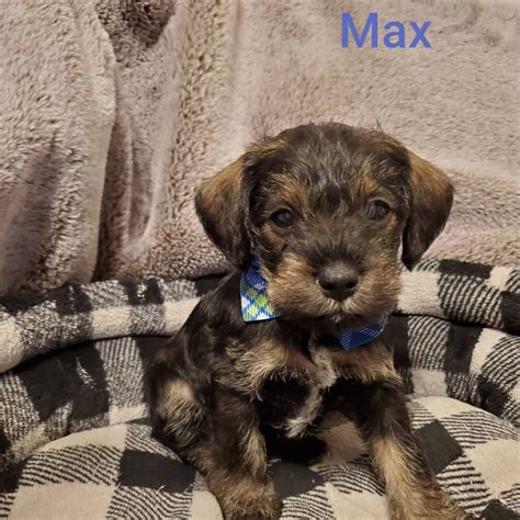 Dogs and puppies for sale or for adoption near you. Miniature Schnauzer Puppies For Sale | Spokane, WA #308815