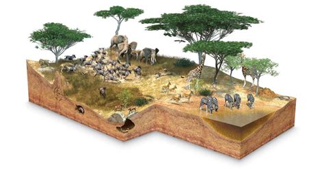 Information About The Savanna From The Dk Find Out Website For Kids
