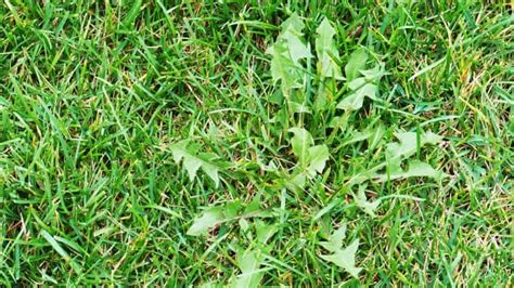 When Does Bermuda Grass Go Dormant And How To Treat It Peppers Home