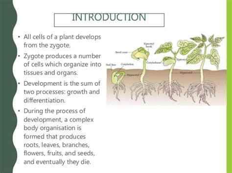 Chapter 15 Plant Growth And Development