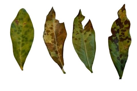 Causes Of Brown Spots On Gardenia Leaves With Treatment Garden