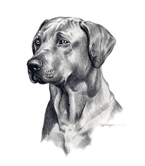 Rhodesian Ridgeback Dog Pencil Drawing Art Print By Artist Dj Etsy