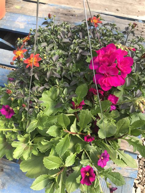 12 Inch Combination Hanging Basket