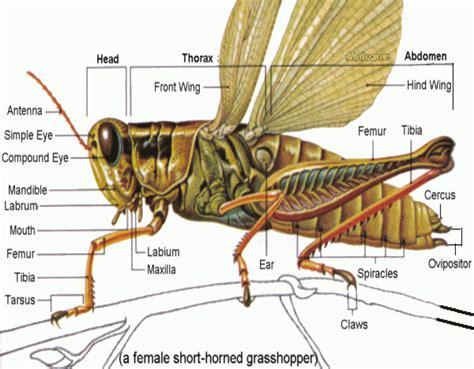 External Morphology Insects Insect Anatomy Grasshopper