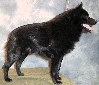 schipperke dog breed pictures dog pictures
