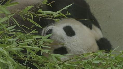 Pregnant Panda Edinburgh Zoos Female Giant Panda Tian Tian May Be