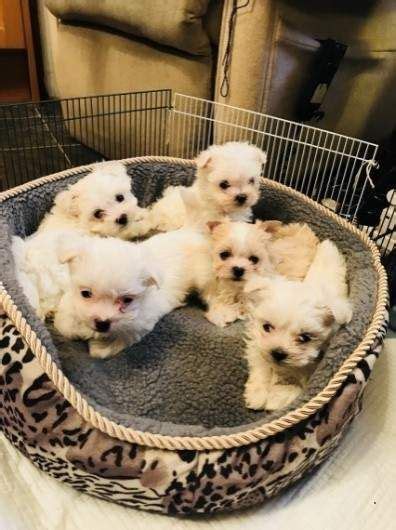 2017 maltese puppies for sale. Maltese Puppies For Sale | Austin, TX #291566 | Petzlover