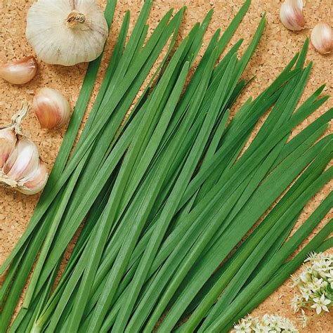 Garlic Chives Herb Garden Seeds 2 G Packet ~500 Seeds Non Gmo