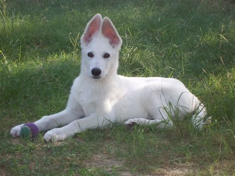 American White Shepherd Puppies Rescue Pictures Information