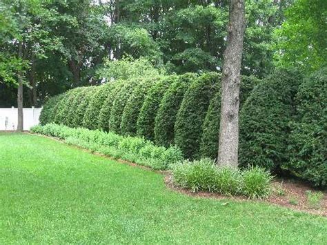 emerald arborvitae fence arborvitae hedge garden shrubs landscape plans