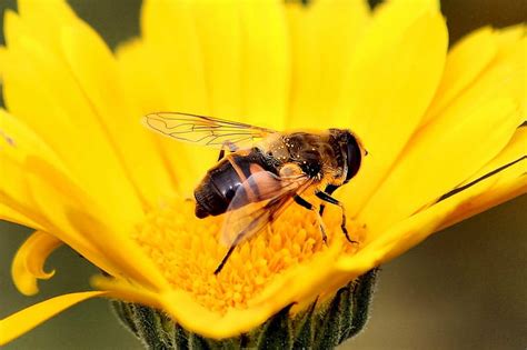 Hd Wallpaper Micro Photo Of Honey Bee Perched On Yellow Petaled Flower