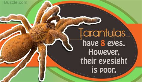 Terribly Interesting Facts About Tarantulas For Kids Pet Ponder
