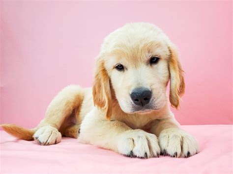 I will tell you from my experiences goldens are hands down the best family dog period. Golden Retriever-DOG-Male-GOLDEN-2684109-Petland Las Vegas, NV