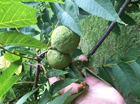 Juglans Nigra Eastern Black Walnut “a Neglected T Of Nature” Narrow Passage Permaculture